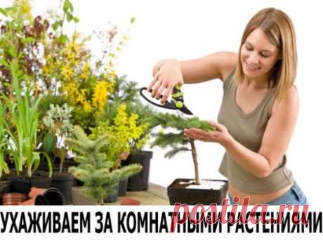 УХАЖИВАЕМ ЗА КОМНАТНЫМИ РАСТЕНИЯМИ
1. Зимой и осенью цветы нужно поливать утром. Летом и весной – вечером. 
2. Опрыскивать цветы нужно рано утром или вечером. В опрыскиватель заливают горячую воду, при распылении она остывает. Совет 
3. Секрет яркой и сочной окраски листьев – в опрыскивании с добавлением камфарного спирта. Приблизительно 2-4 капли на 1 литр воды. 
4. В цветочный горшок засыпать слой земли, положить рыбью голову, опять засыпать землей и сажать цветок. Сейчас это может казаться см