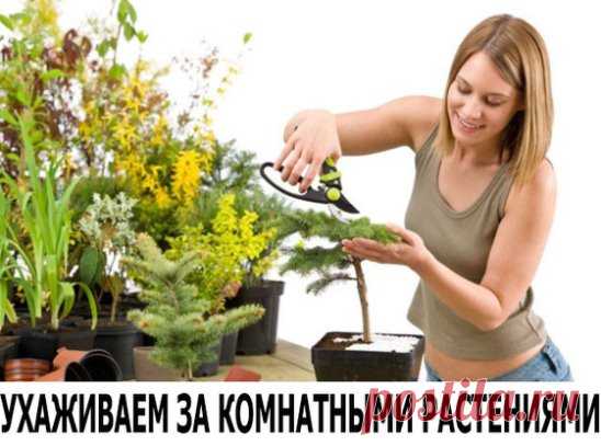 УХАЖИВАЕМ ЗА КОМНАТНЫМИ РАСТЕНИЯМИ
1. Зимой и осенью цветы нужно поливать утром. Летом и весной – вечером. 
2. Опрыскивать цветы нужно рано утром или вечером. В опрыскиватель заливают горячую воду, при распылении она остывает. Совет 
3. Секрет яркой и сочной окраски листьев – в опрыскивании с добавлением камфарного спирта. Приблизительно 2-4 капли на 1 литр воды. 
4. В цветочный горшок засыпать слой земли, положить рыбью голову, опять засыпать землей и сажать цветок. Сейчас это может казаться см