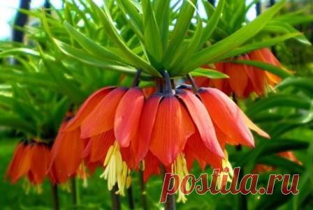 Растение рябчик | Дача, дом