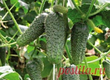 Оригинальный способ выращивания огурцов » Все для дачи