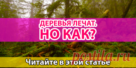 Деревья лечат | Полезные советы