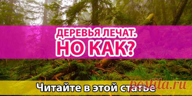 Деревья лечат | Полезные советы