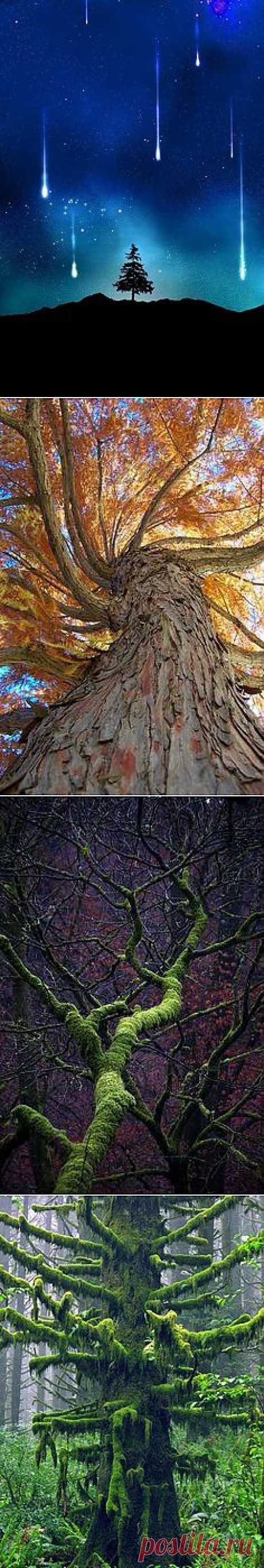 Magestic Trees