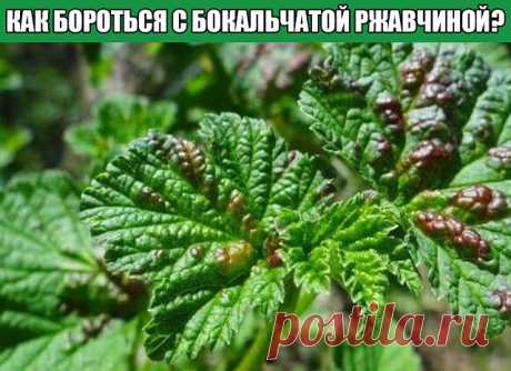 КАК БОРОТЬСЯ С БОКАЛЬЧАТОЙ РЖАВЧИНОЙ?

Рецепт довольно прост: 
200 г табачной пыли залить 3л горячей воды. Настаивать необходимо 2-3 суток. Одновременно необходимо сделать настой из стакана зубчиков чеснока, которые также необходимо залить 2л кипятка. В 10л ведро необходимо слить оба настоя, предварительно их, процедив, а затем добавить к получившемуся настою 1 столовую ложку жидкого мыла и одну чайную ложку черного или же красного жгучего молотого перца. Раствор должен на...