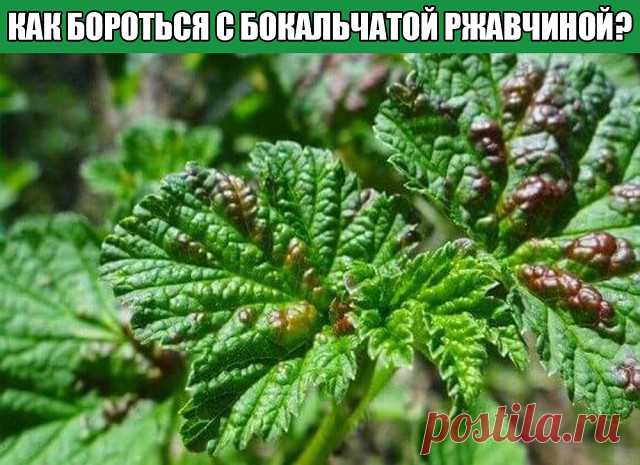 КАК БОРОТЬСЯ С БОКАЛЬЧАТОЙ РЖАВЧИНОЙ?

Рецепт довольно прост: 
200 г табачной пыли залить 3л горячей воды. Настаивать необходимо 2-3 суток. Одновременно необходимо сделать настой из стакана зубчиков чеснока, которые также необходимо залить 2л кипятка. В 10л ведро необходимо слить оба настоя, предварительно их, процедив, а затем добавить к получившемуся настою 1 столовую ложку жидкого мыла и одну чайную ложку черного или же красного жгучего молотого перца. Раствор должен на...