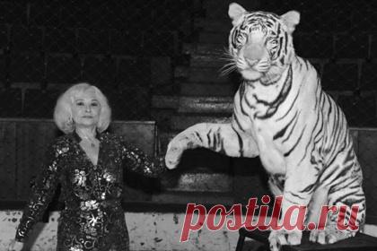 Умерла дрессировщица Ольга Денисова. Умерла дрессировщица белых тигров Ольга Денисова (Бегбуди). Заслуженная артистка России скончалась 8 февраля на 76-м году жизни. Отмечается, что именно Денисова с мужем Сарватом Бегбуди впервые в России стали работать с этими хищниками. «Человек высокой культуры и искрометного юмора», — добавили в Росгосцирке.