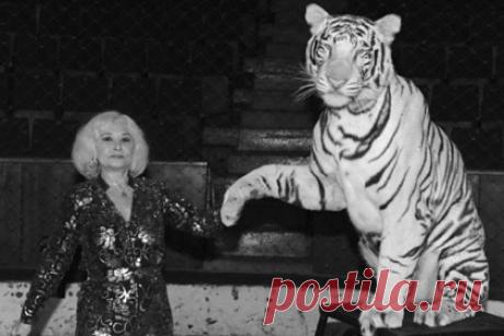 Умерла дрессировщица Ольга Денисова. Умерла дрессировщица белых тигров Ольга Денисова (Бегбуди). Заслуженная артистка России скончалась 8 февраля на 76-м году жизни. Отмечается, что именно Денисова с мужем Сарватом Бегбуди впервые в России стали работать с этими хищниками. «Человек высокой культуры и искрометного юмора», — добавили в Росгосцирке.