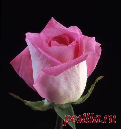 SANAT BAHÇESİNİN ÇİÇEKLERİ &amp; THE BEAUTY OF FLOWERS