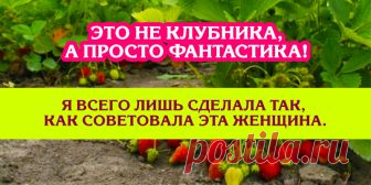 Это не клубника, а просто фантастика! Я всего лишь сделала так, как советовала эта женщина. | Полезные советы