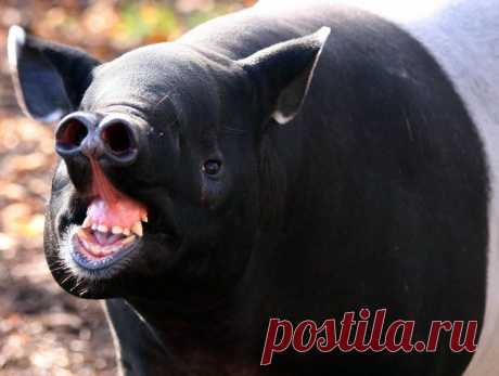 Дикие животные - Животные и природа ТАПИР