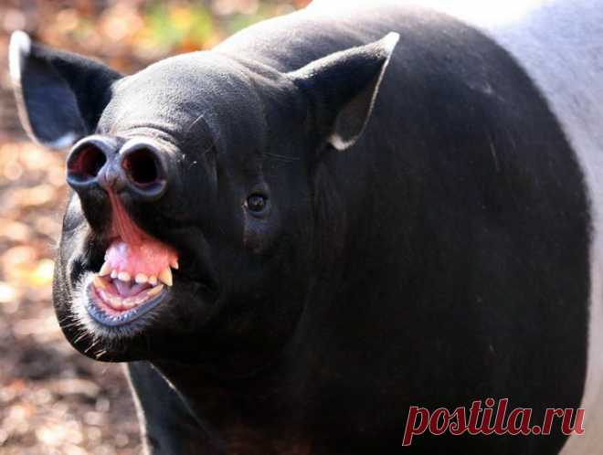 Дикие животные - Животные и природа ТАПИР