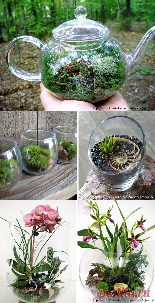 Флорариум. Размещение растений, уход, дизайн.