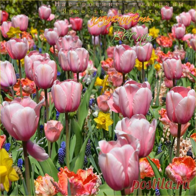 Настроение - тюльпаны! ~ Плэйкасты ~ Beesona.Ru