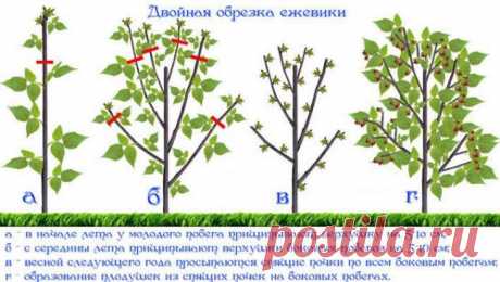 Технология обрезки садовой ежевики для начинающих