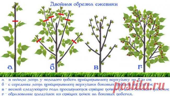 Технология обрезки садовой ежевики для начинающих