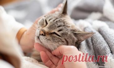 Кошачьи суперспособности: 8 хитростей идеального хищника