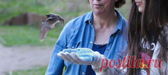 Реабилитационный центр Московского зоопарка ежегодно спасает летучих мышей, которые не смогли уснуть вовремя или отчего-то проснулись посреди спячки. Мышкам устраивают уютную зимовку в холодильниках, а с наступлением тепла выпускают обратно в дикую природу. В этот раз на волю вернулись 38 двухцветных кожанов, один лесной нетопырь и рыжая вечерница.
