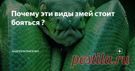 Почему эти виды змей стоит бояться ? В этой статье мы попытались рассказать о трех самых опасных видов змей которые могут...