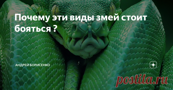 Почему эти виды змей стоит бояться ? В этой статье мы попытались рассказать о трех самых опасных видов змей которые могут...