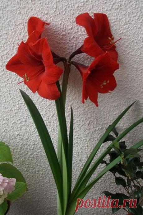 Гиппеаструм: отличия от амариллиса, уход, красная пятнистость и два способа выращивания | Подмосковье