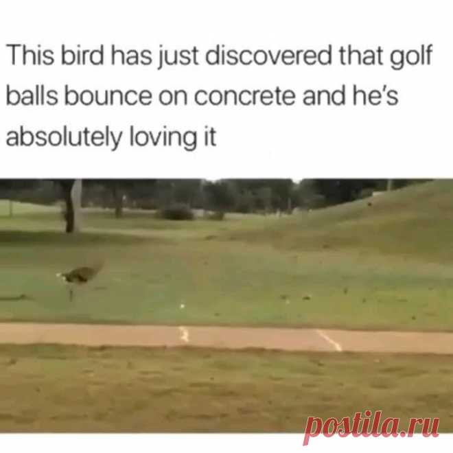 Golf bird