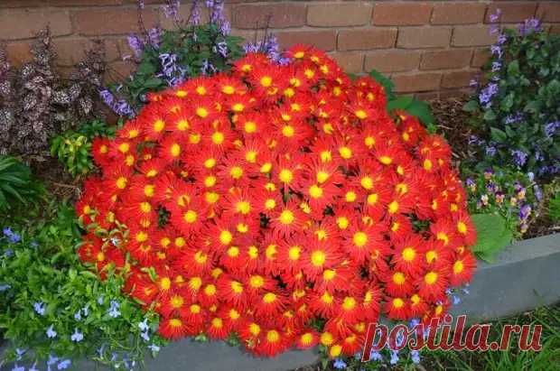 Почему хризантемы в саду не проснулись весной - Цветочки - медиаплатформа МирТесен