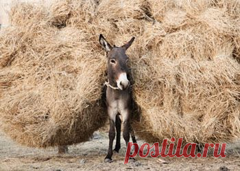 Эта короткая сценка для домашнего кукольного театра познакомит зрителей с басней замечательного русского баснописца 18 века Ивана Ивановича Хемницера и еще раз напомнит детям и взрослым о том, как важно делать добро ближним.