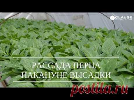 ГЕРКУЛЕС F1 И КАРИСМА F1 ПЕРЕД ВЫСАДКОЙ | ПЕРЕЦ В ТЕПЛИЦЕ