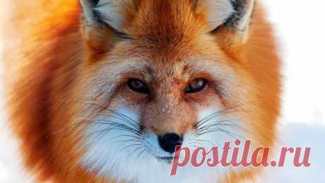 (+1) тема - Красивые и хитрые лисы | ЛЮБИМЫЕ ФОТО
