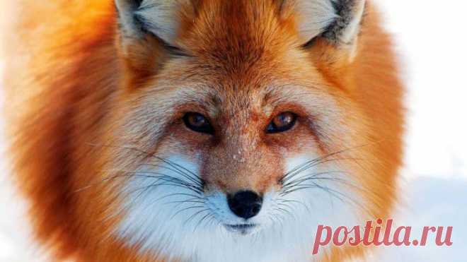 (+1) тема - Красивые и хитрые лисы | ЛЮБИМЫЕ ФОТО
