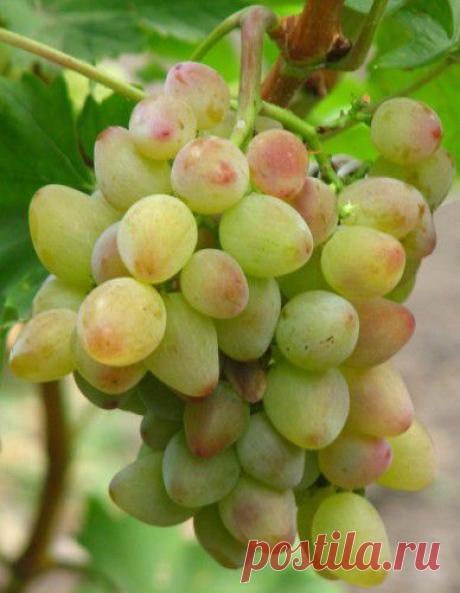 Галерея. - weerkust.ruweerkust.ru