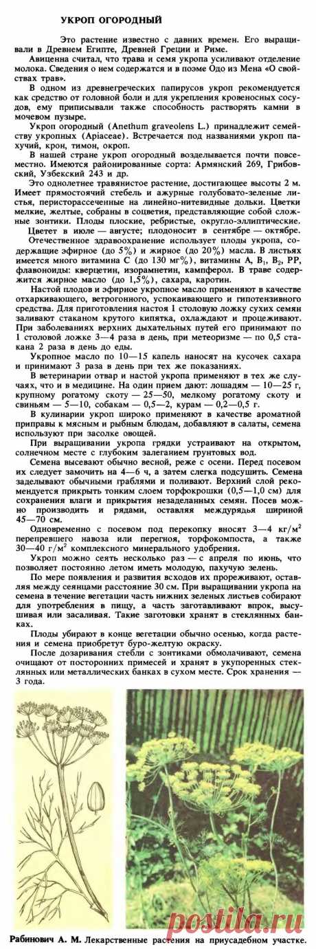 Укроп огородный