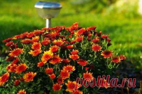 (45) Одноклассники