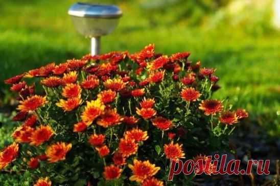 (45) Одноклассники