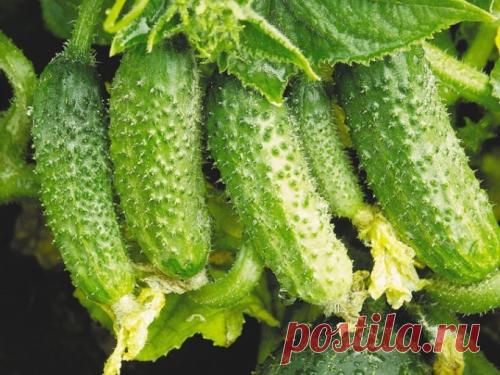 Чем подкормить огурцы для хорошего роста