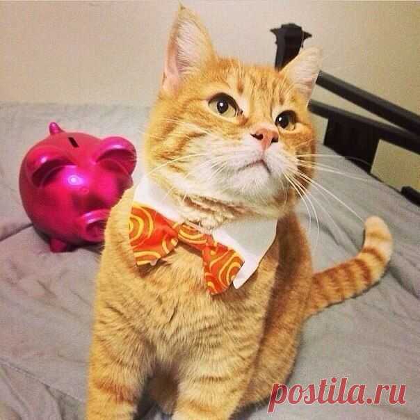 Кот