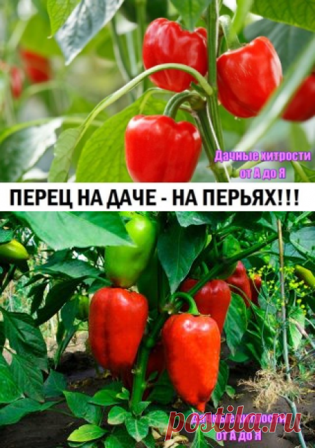 (79) Одноклассники
