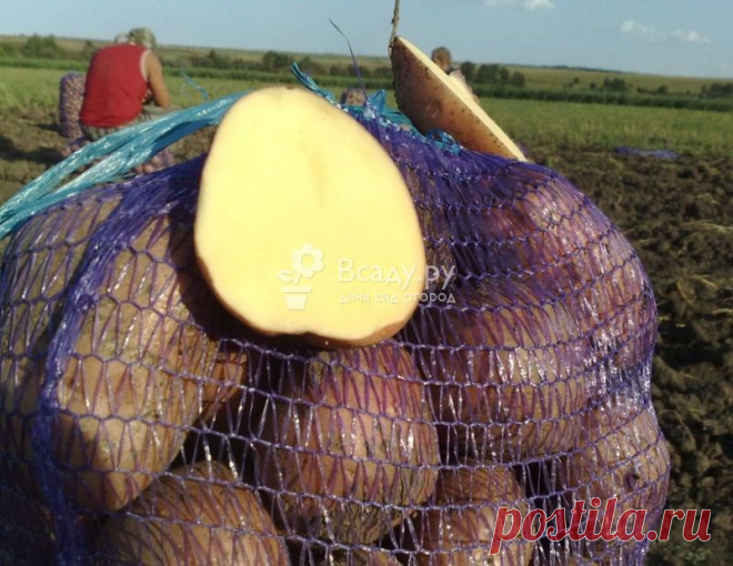 Картофель Беллароза ранний