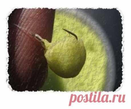 Рыболовная насадка - Кулага | SilverPike.ru