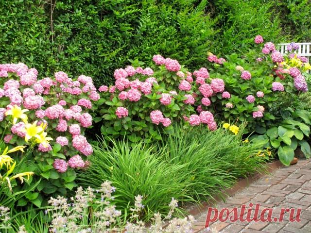 Лучшие многолетники для посадки с гортензиями