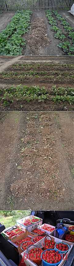 Как укрыть клубнику на зиму