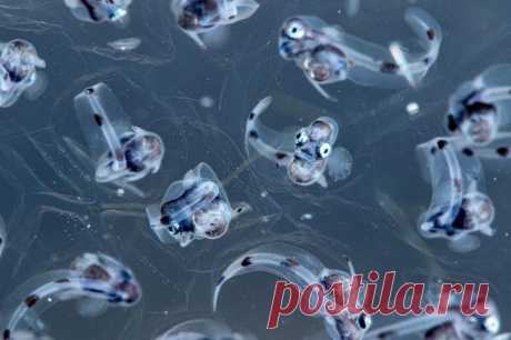 Конкурс подводной фотографии Ocean Art 2020