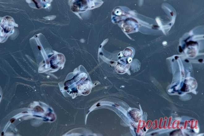 Конкурс подводной фотографии Ocean Art 2020