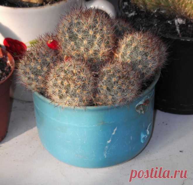 колючие шарики