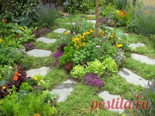 Тенелюбивые пряные травы