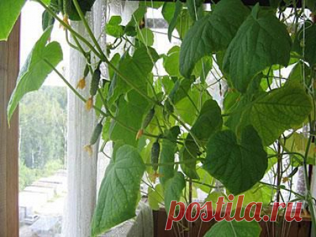 ОГУРЦЫ НА ОКНЕ