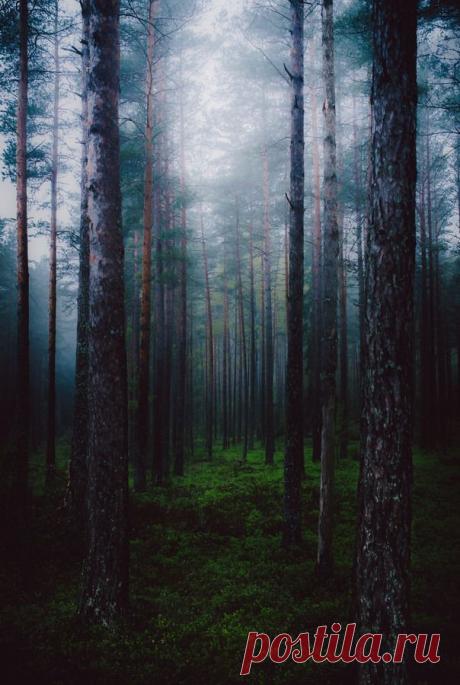 легенда о дереве