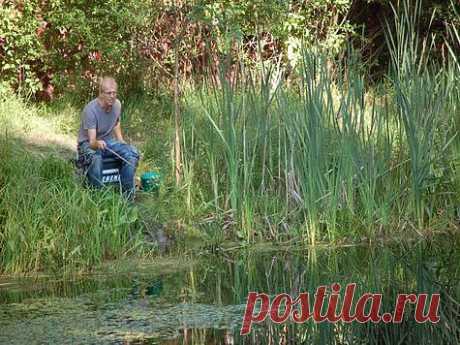 Ловля мирной рыбы в сильно заросшем водоеме  
Начиная с середины лета большинство мелководных водоемов зарастает водной растительностью, иногда до такой степени, что непонятно, как ловить с берега не заходя в воду. Если берега топкие, то и забр…