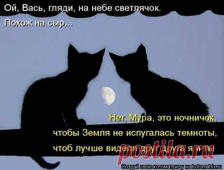 Cамые смешные котоматрицы - 49 картинок