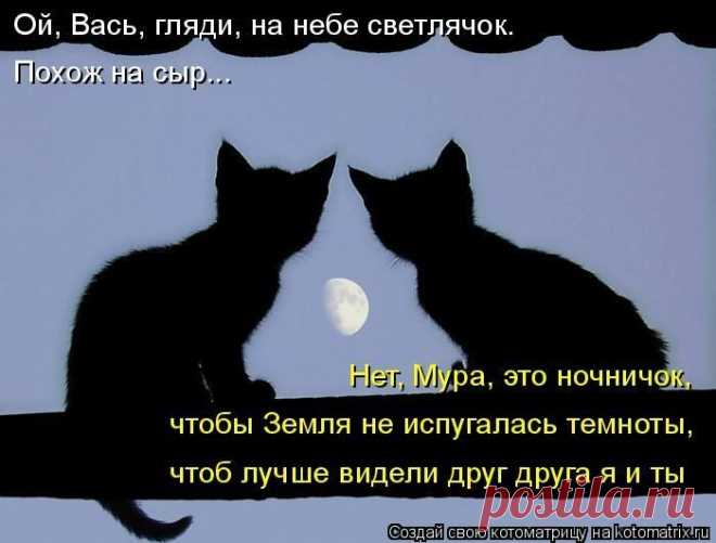 Cамые смешные котоматрицы - 49 картинок